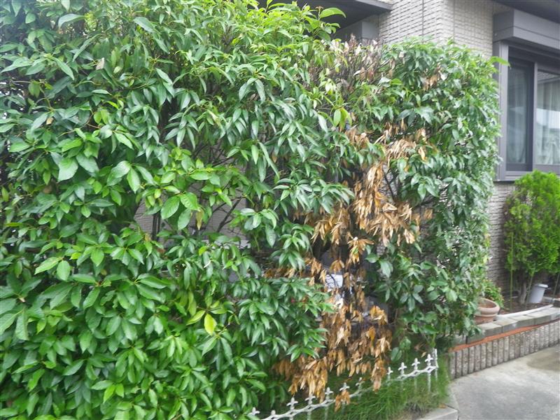シラカシの生垣 枯木が２本ありました ガーデニング 庭作り 芝生 樹木 砂利販売なら庭園アドバイザーの当社へ 名古屋 知多 半田